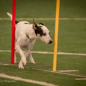 Merck & Co., US Schafer